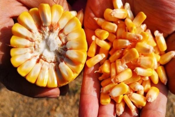 伟科702D玉米品种的特性,注意防治弯孢叶斑病和瘤黑粉病