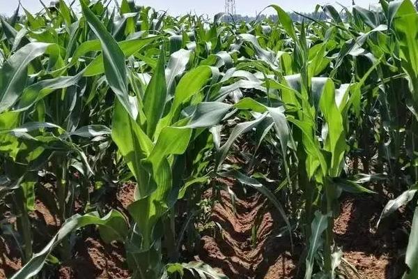 宇玉603D玉米品种的特性,出苗至成熟130.2天