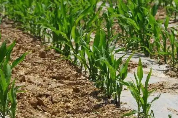 郑原玉333GX玉米品种简介，播种期宜在6月上中旬