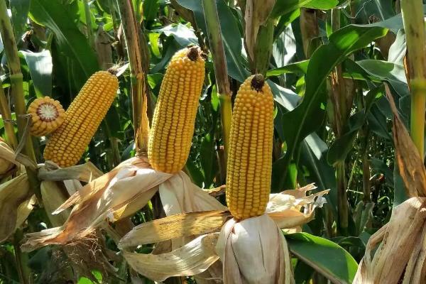 康农玉998D玉米品种简介，亚洲玉米螟一般不需防治