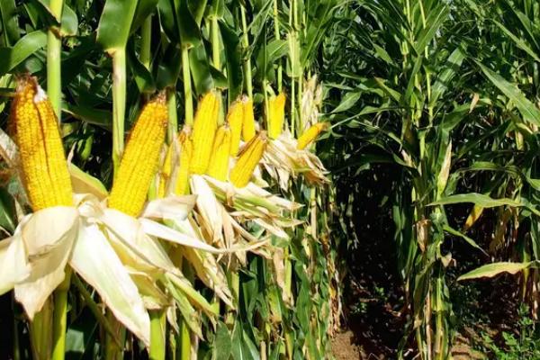 中科玉505R玉米品种简介，按常规措施防治