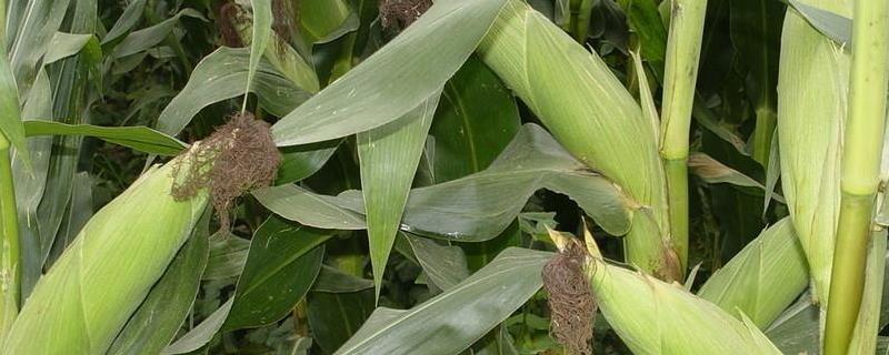 MC121D玉米种子简介，非靶标害虫按常规措施防治