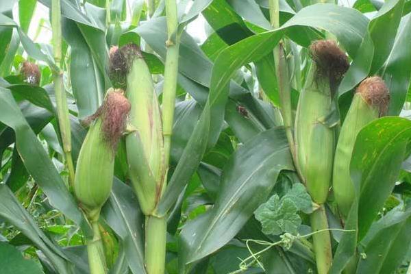 九圣禾257K玉米种子介绍，精量播种