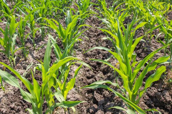 明天695D玉米品种的特性，叶片的抗性水平为高抗