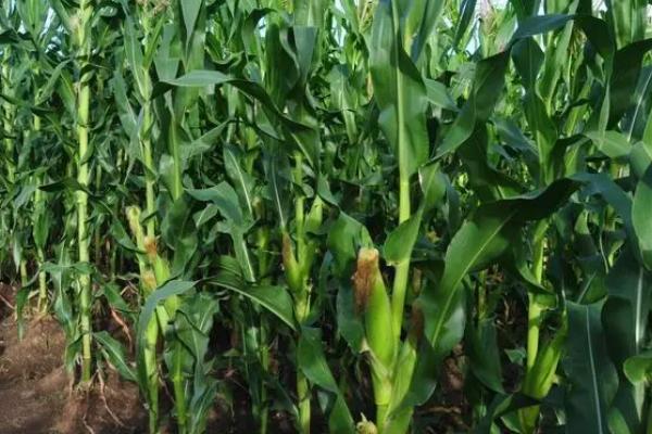 翔玉558R玉米种子介绍，中抗灰斑病