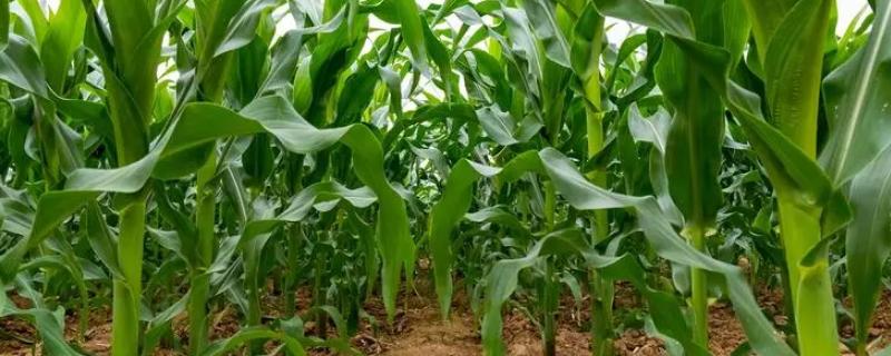 隆单139(XF-402)玉米种子特点，全生育期123天