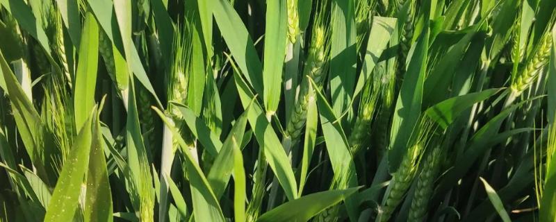 川农26小麦种子特征特性，高产栽培宜减少播种量