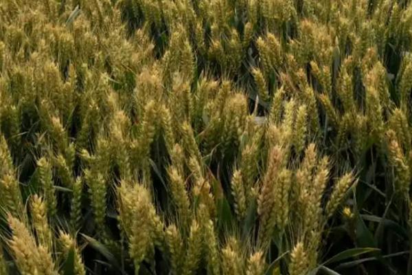 川农26小麦种子特征特性，高产栽培宜减少播种量