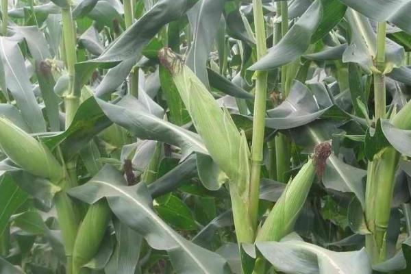 川玉68玉米种子介绍，春播全生育期116.1天