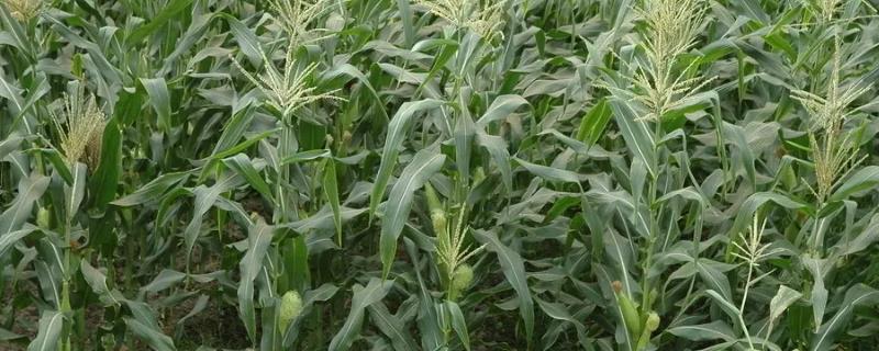 贵玉2号(YF-3)玉米种子特征特性，注意防治丝黑穗病