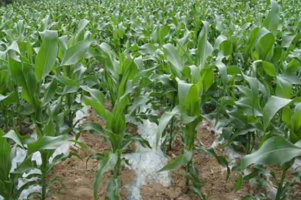 永丰16号玉米品种简介,四川春播生育期120天