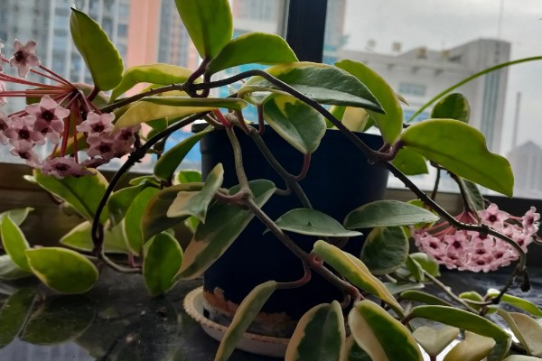 球兰的摘心方法，把植株顶部的嫩芽和嫩叶剪除