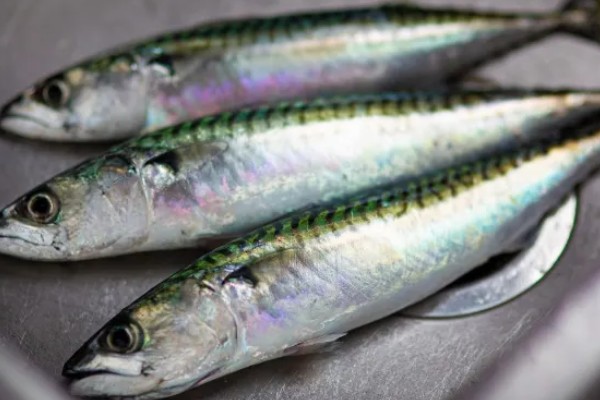 沙丁鱼是什么鱼，指沙丁鱼属、小沙丁鱼属等种类