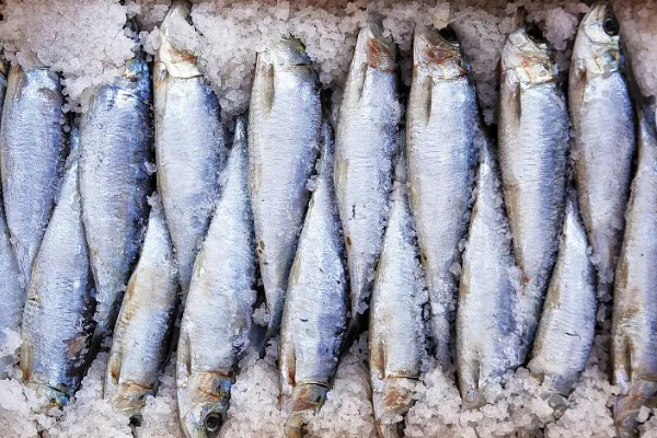 沙丁鱼是什么鱼，指沙丁鱼属、小沙丁鱼属等种类