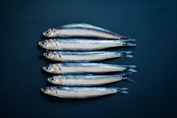 沙丁鱼是什么鱼，指沙丁鱼属、小沙丁鱼属等种类