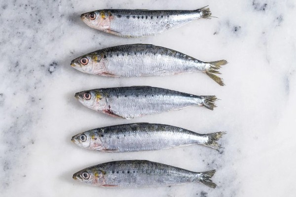 沙丁鱼是什么鱼，指沙丁鱼属、小沙丁鱼属等种类