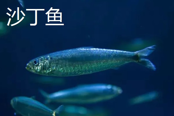 沙丁鱼是什么鱼，指沙丁鱼属、小沙丁鱼属等种类