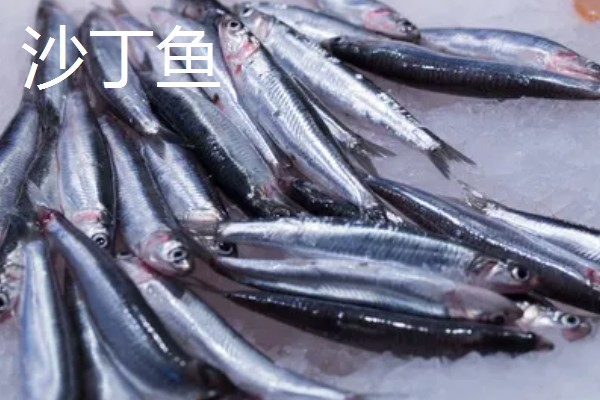 沙丁鱼是什么鱼，指沙丁鱼属、小沙丁鱼属等种类