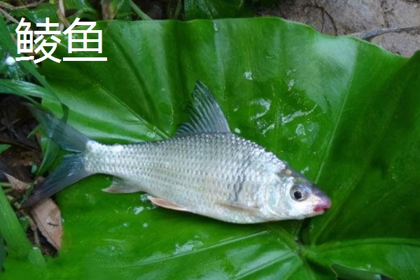 沙丁鱼是什么鱼，指沙丁鱼属、小沙丁鱼属等种类