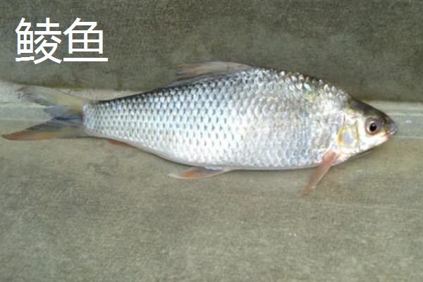 沙丁鱼是什么鱼，指沙丁鱼属、小沙丁鱼属等种类