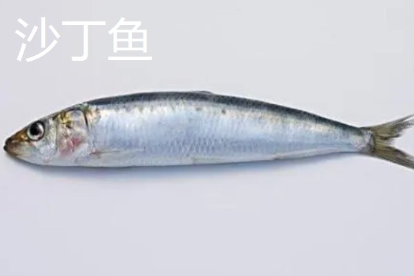 沙丁鱼是什么鱼，指沙丁鱼属、小沙丁鱼属等种类