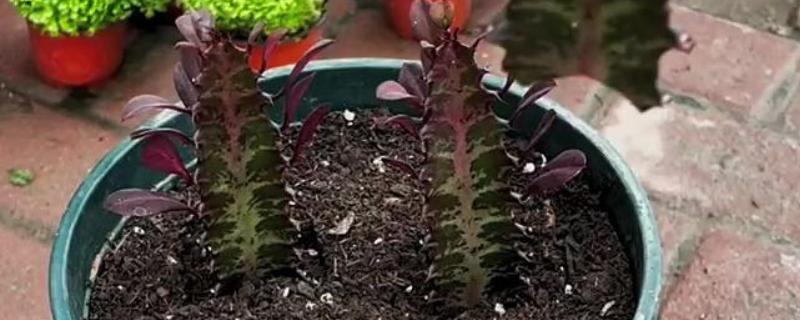 龙骨扦插后过多长时间才能浇水，扦插后可以立即提供少量的水分