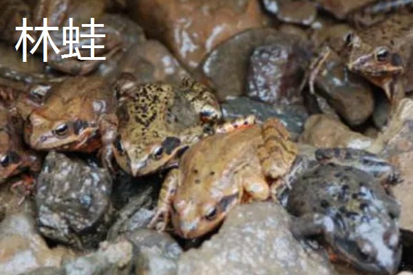 东北的特产有哪些，有黑木耳、人参等