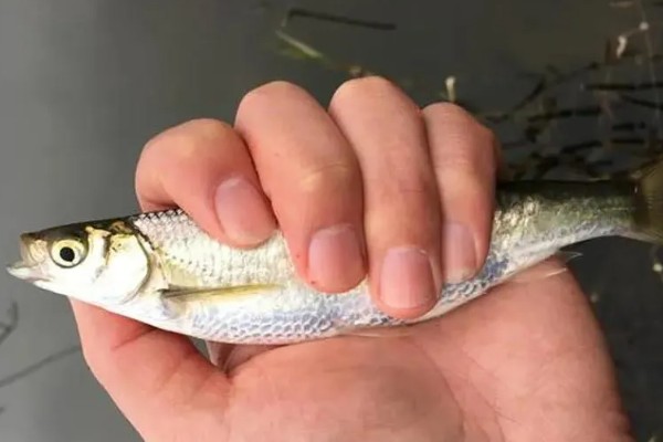 东北的特产有哪些，有黑木耳、人参等