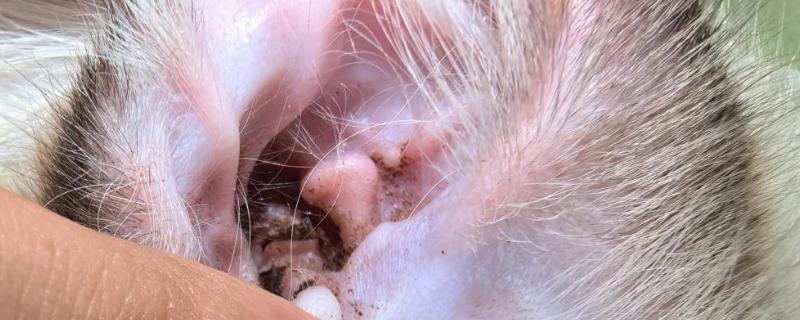 猫中耳炎的症状，常表现为甩头和歪头