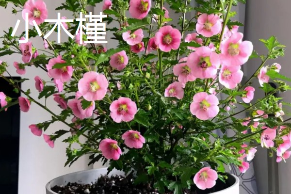 哪些木本花卉四季都能开放，常见小木槿、扶桑花等品种