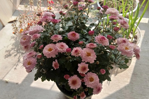 球菊是不是多年生的，不是多年生