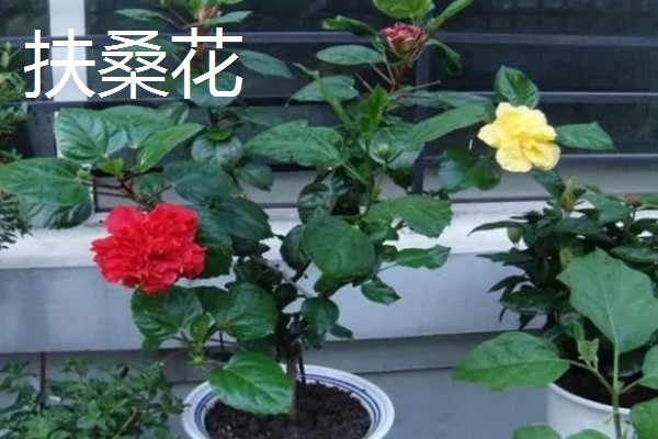 哪些木本花卉四季都能开放，常见小木槿、扶桑花等品种