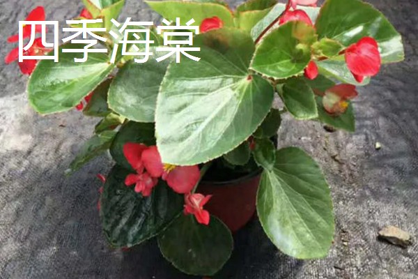 哪些木本花卉四季都能开放，常见小木槿、扶桑花等品种