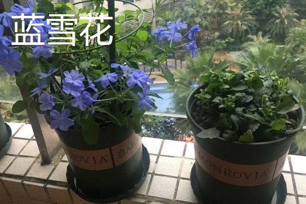 哪些木本花卉四季都能开放，常见小木槿、扶桑花等品种