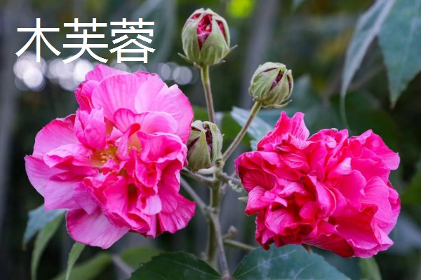 哪些木本花卉四季都能开放，常见小木槿、扶桑花等品种