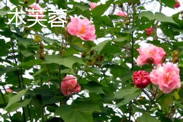 哪些木本花卉四季都能开放，常见小木槿、扶桑花等品种