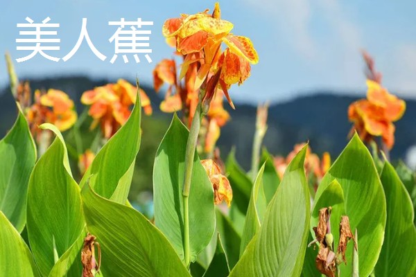 哪些木本花卉四季都能开放，常见小木槿、扶桑花等品种