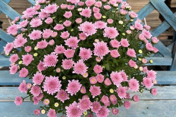 球菊是不是多年生的，不是多年生