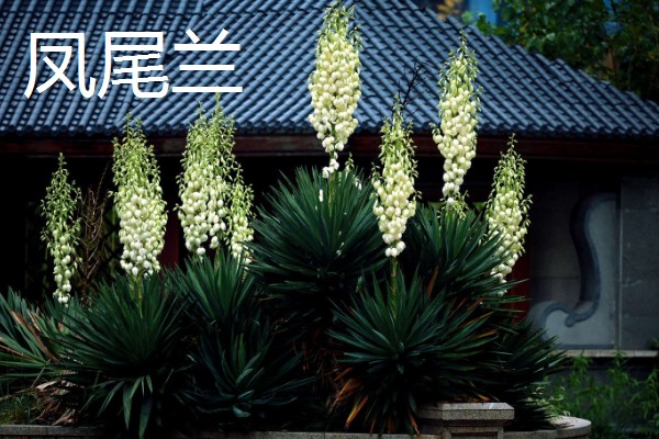 哪些木本花卉四季都能开放，常见小木槿、扶桑花等品种