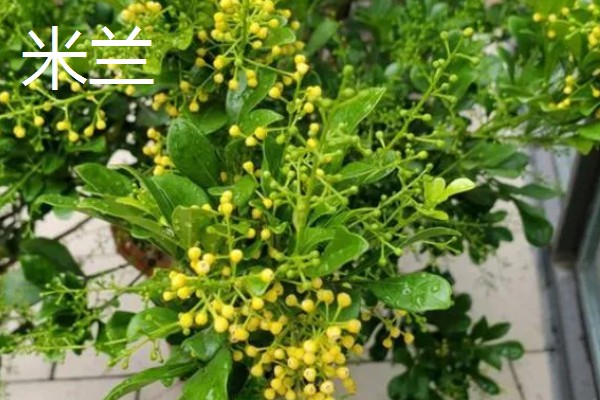 哪些木本花卉四季都能开放，常见小木槿、扶桑花等品种