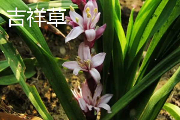 哪些木本花卉四季都能开放，常见小木槿、扶桑花等品种