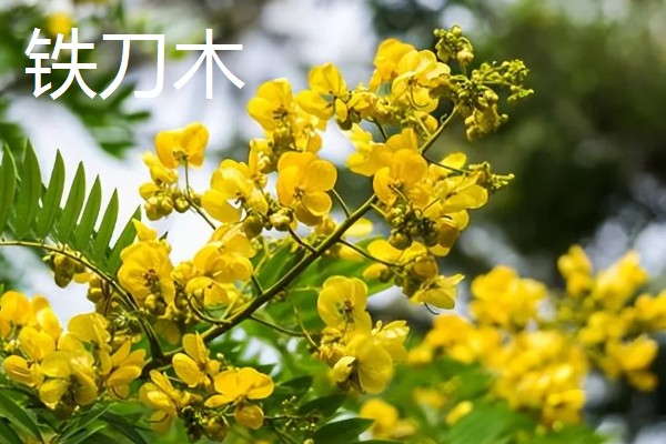 哪些木本花卉四季都能开放，常见小木槿、扶桑花等品种