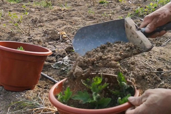球菊是不是多年生的，不是多年生