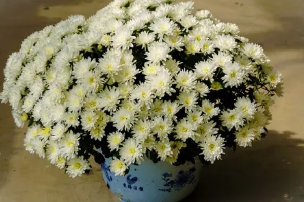 球菊是不是多年生的，不是多年生