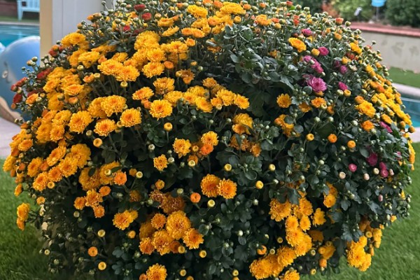 球菊是不是多年生的，不是多年生