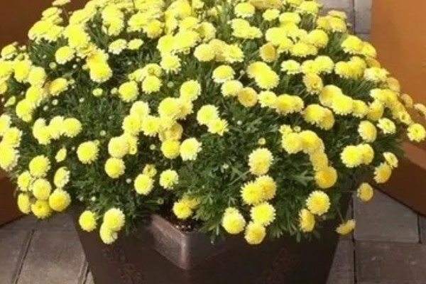 球菊是不是多年生的，不是多年生