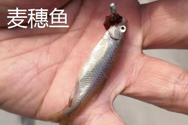 秋田狐鱼钩的适钓鱼种,适合垂钓麦穗鱼、鲫鱼等