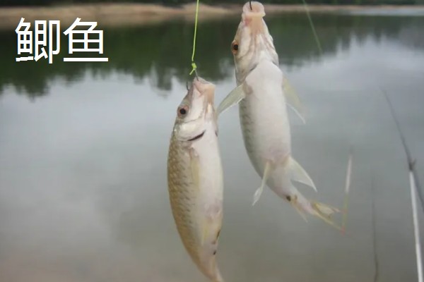 秋田狐鱼钩的适钓鱼种,适合垂钓麦穗鱼、鲫鱼等