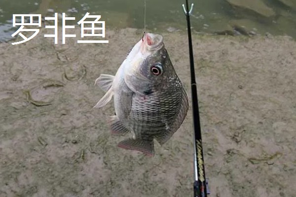 秋田狐鱼钩的适钓鱼种,适合垂钓麦穗鱼、鲫鱼等