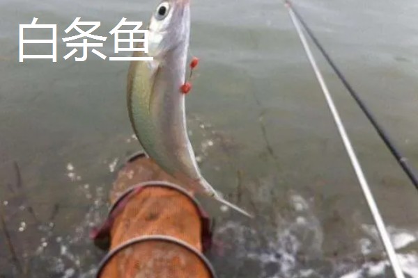 秋田狐鱼钩的适钓鱼种,适合垂钓麦穗鱼、鲫鱼等